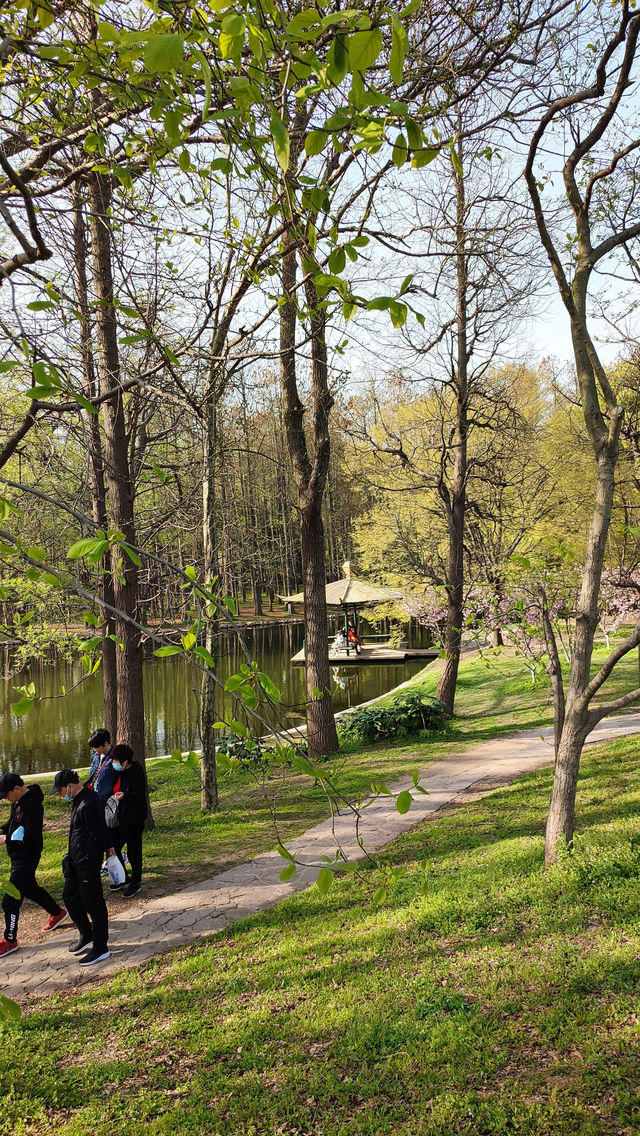 春天的共青森林公園，到哪裡都是風景，71
