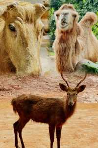 海口 熱帶野生動物園｜一頭跌進小動物們的歡樂世界