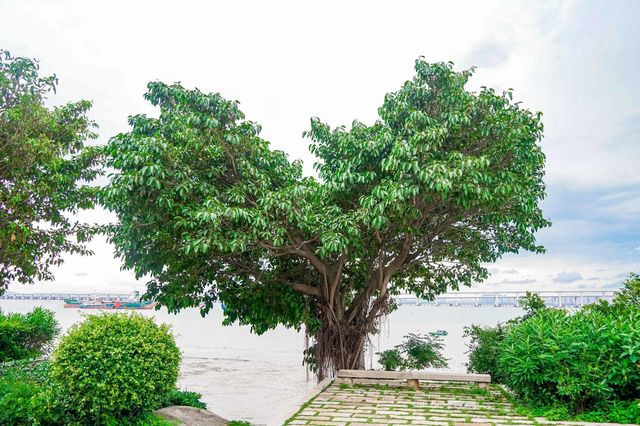 泉州｜林鸞渡｜穿越千百年的浪漫