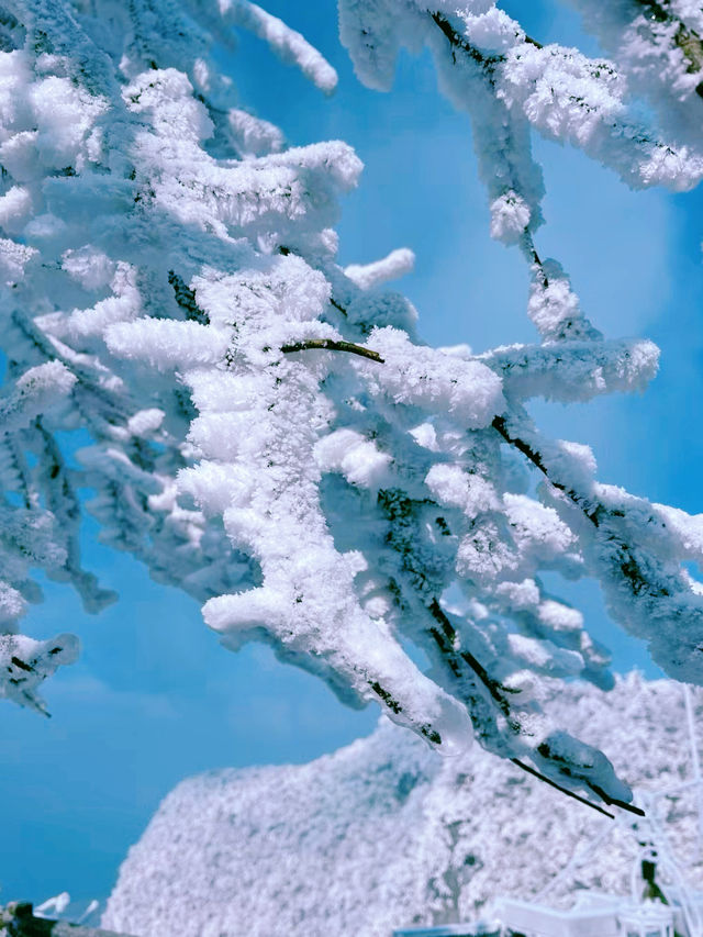 冬天想去張家界看霧凇雪景，聽我幾句勸…