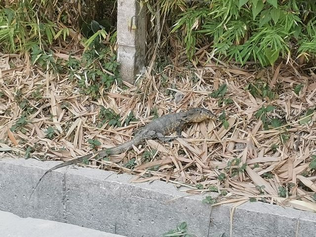 在Racha島看春晚