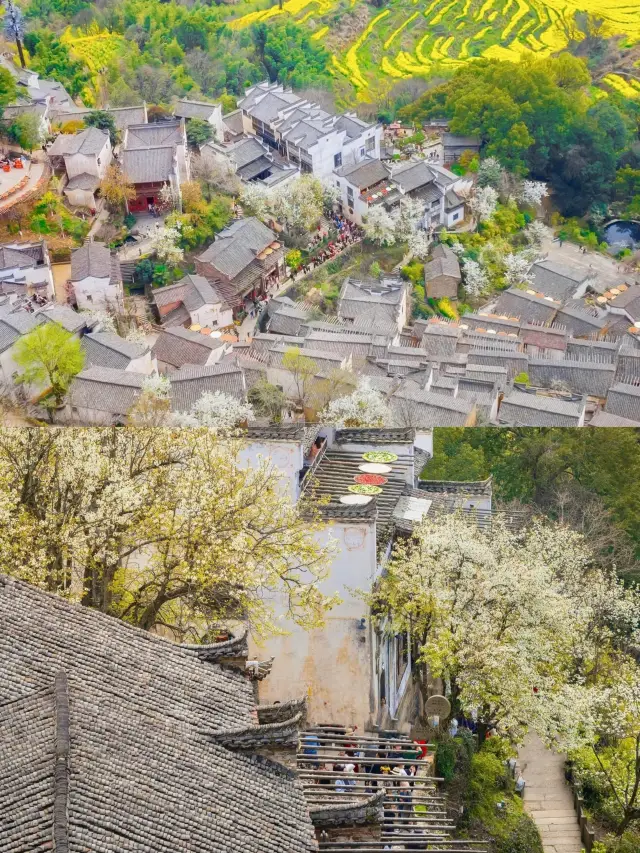 婺源篁岭｜兩天一夜油菜花田賞花攻略