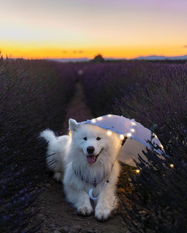 🇫🇷💜 Unveiling the Lavender Paradise! Explore Provence, France with us 🌸🌞