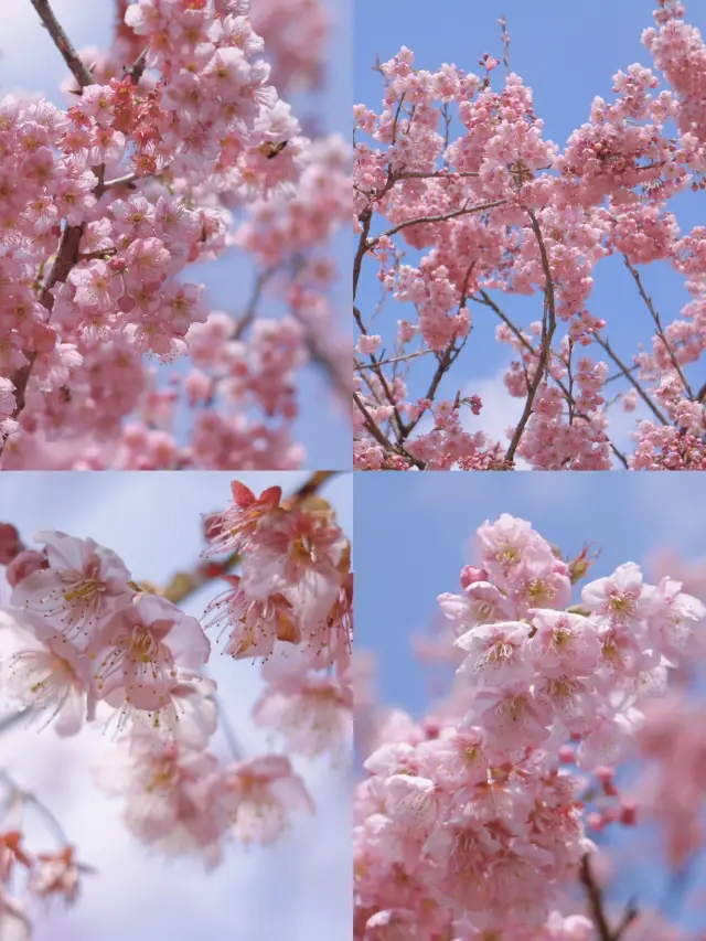 春が来て、南山植物園の花々が一斉に咲き誇っています~~