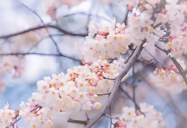 浪漫三月天，只能錯過花熳天下的盛開櫻花