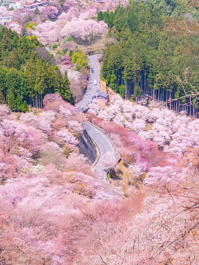 春天的奈良吉野山真的美到了我的心尖上