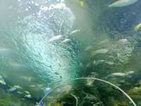 陽光海岸水族館 | 開啟奇妙的海底之旅