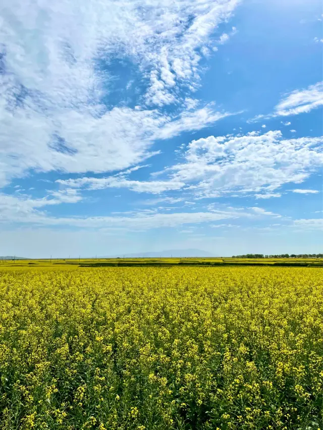 Northwest China 🇨🇳｜Menyuan·On the way to the mountains and the sea