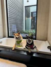 在深圳…帶狗子來個staycation吧！