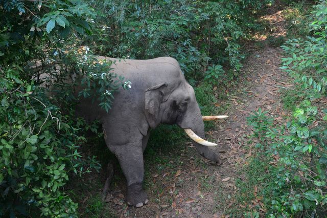 西雙版納野象谷