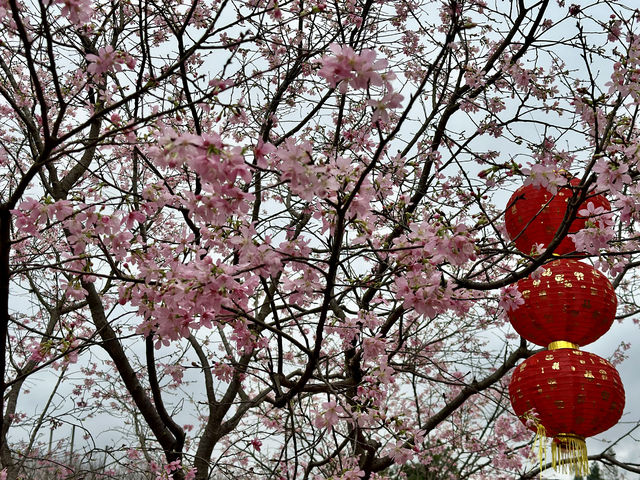 櫻花開在春天裡，免費賞櫻打卡地