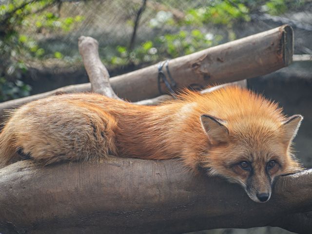 萌化了周末去動物園邂逅春日小美好