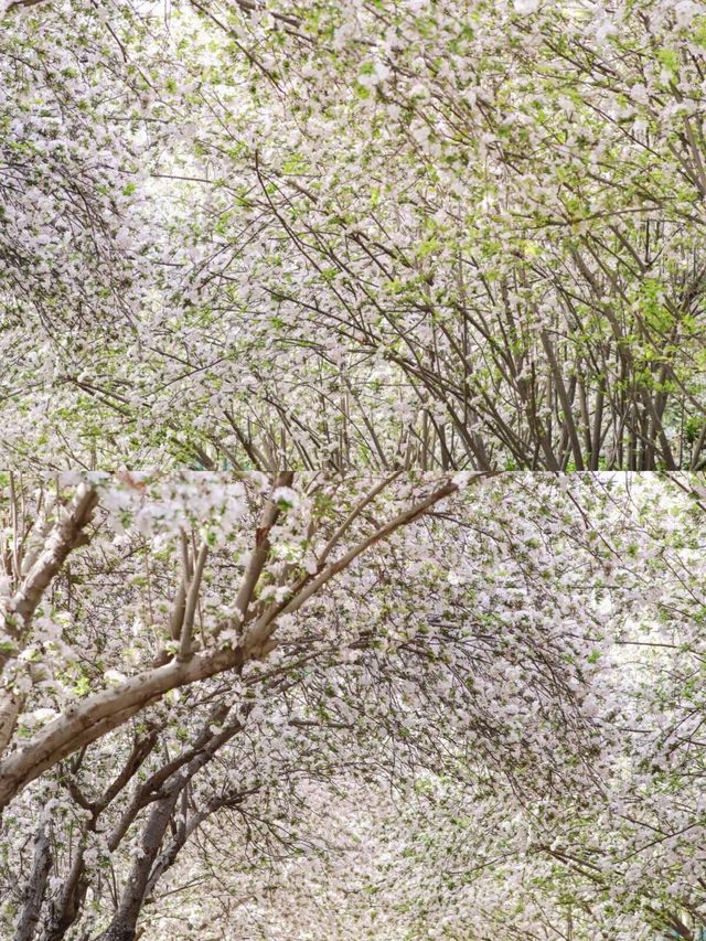 鄭州碧沙崗海棠賞花攻略，碼住賞花不迷路