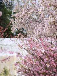 鄭州碧沙崗海棠賞花攻略，碼住賞花不迷路
