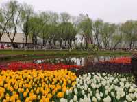 南京綠博園的春天