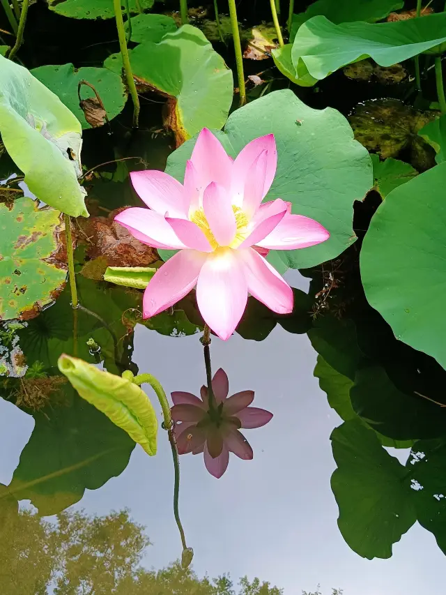 Once again, it's the season to enjoy the lotus