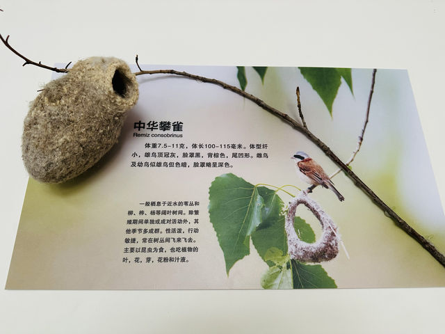昆嵛山森林文化博物館