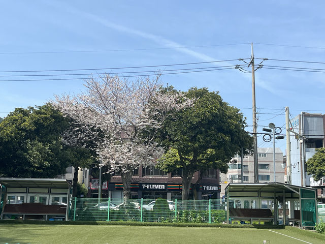 濟州市之行