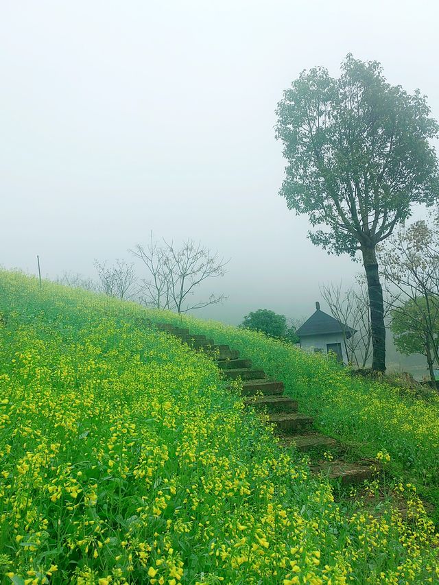 浙江最美的田園，在雨中綻放的油菜花