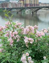 「春日浪漫：漫步邵陽市新邵縣的薔薇花徑」