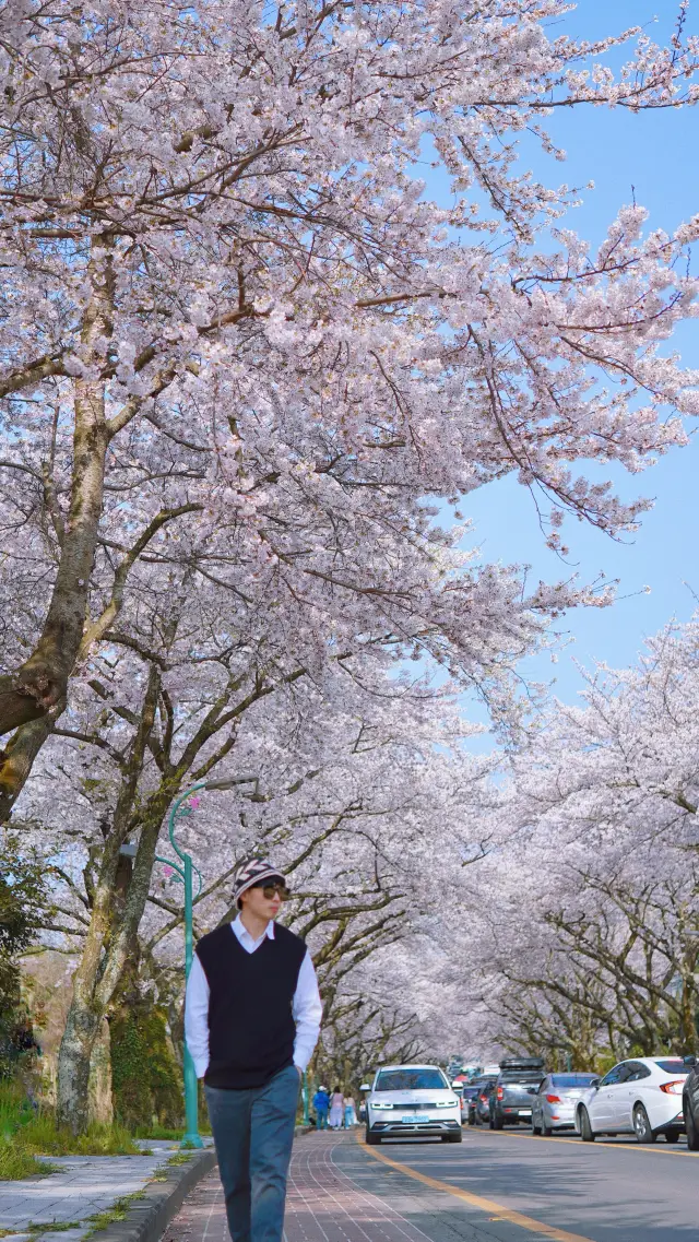 Enjoy a 2-3 day cherry blossom tour on Jeju Island, and explore freely with the cherry blossom map!