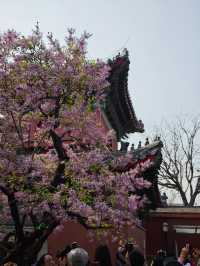 北京CityWalk之「梨花」天花板「智化寺」