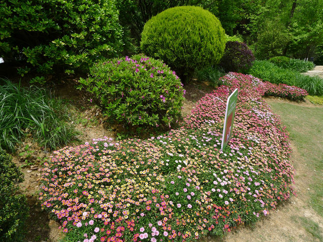 鮮花山谷——登高雲山·雲谷花境