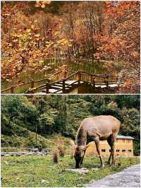 全球追秋｜川西自駕 - 四川雅安二郎山喇叭河