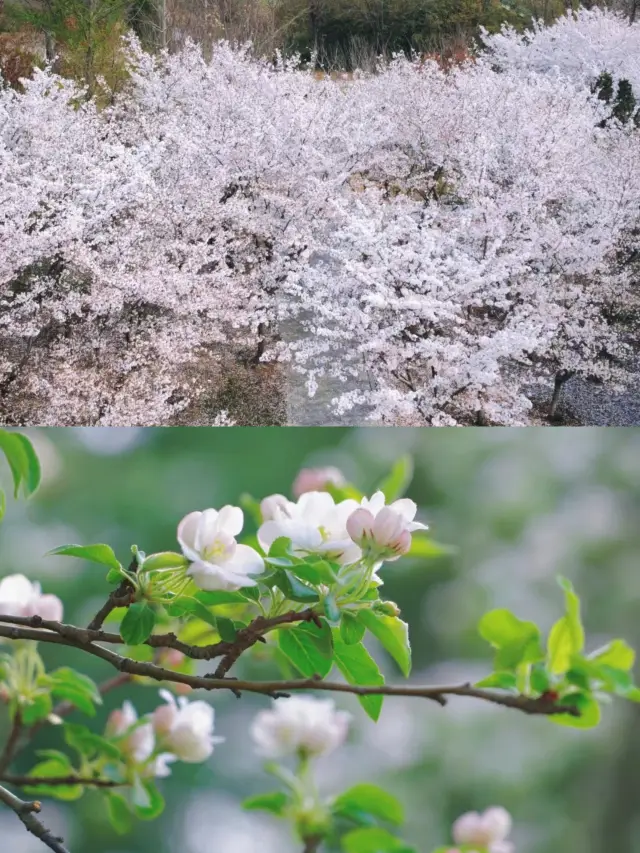 Zibo | Visit Qisheng Lake during Qingming to see the cherry blossoms and the "sea"