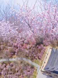 南京周邊｜春和景明，去傅家邊賞梅全攻略！