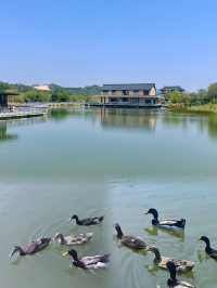 遛娃好去處，城市“綠肺”丨金鐘湖水庫