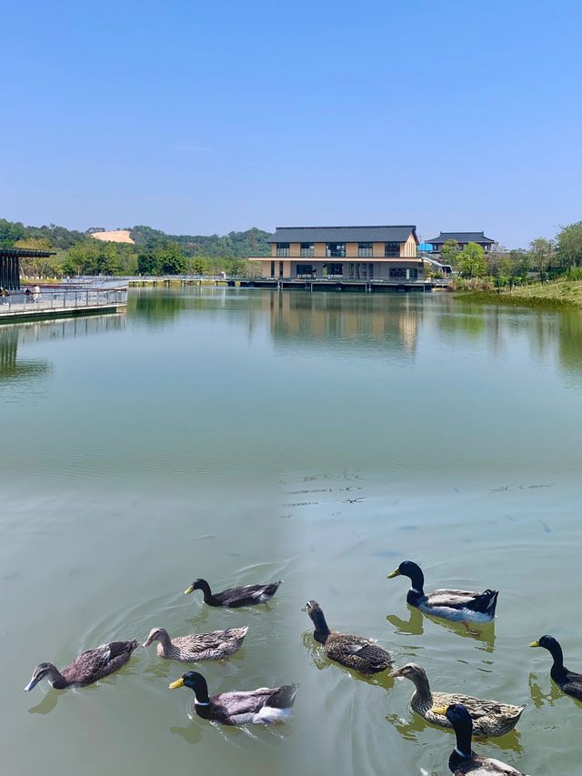 遛娃好去處，城市“綠肺”丨金鐘湖水庫