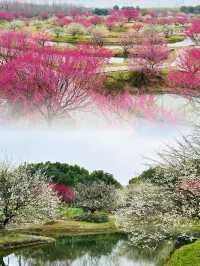 魔都賞梅好去處！ | 寶藏賞花地“花開海上”！！