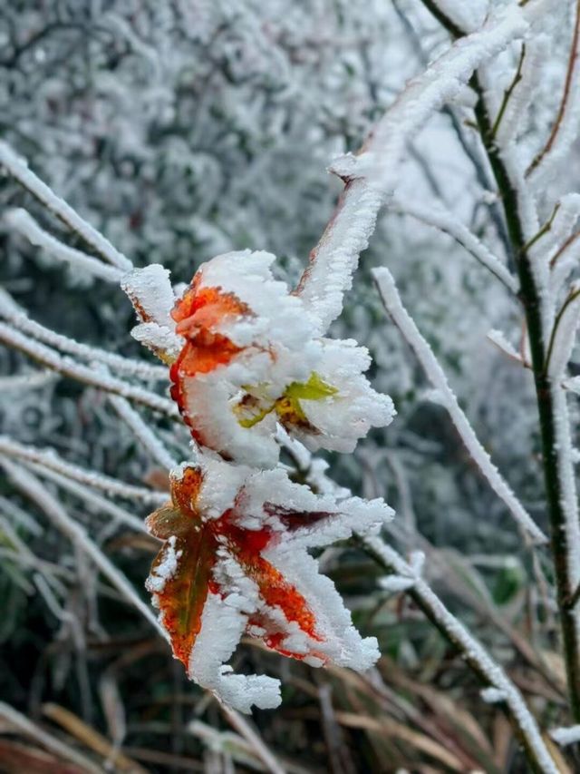 半邊雪，半邊雲！“華南之巔”→ 貓兒山我來啦～