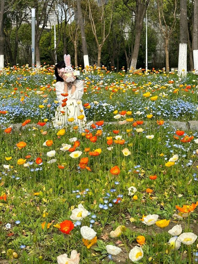 【獨墅湖公園虞美人花海】—— 莫奈花園般的浪漫景致