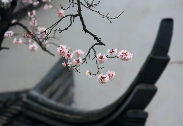 Beijing's Zizhuyuan - Youxian Shanguan, with white walls, dark tiles, and upturned eaves, where red plum blossoms and green willows meet the azure sky