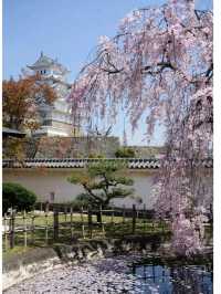 Beautiful Himeji Castle in Japan🇯🇵❤️