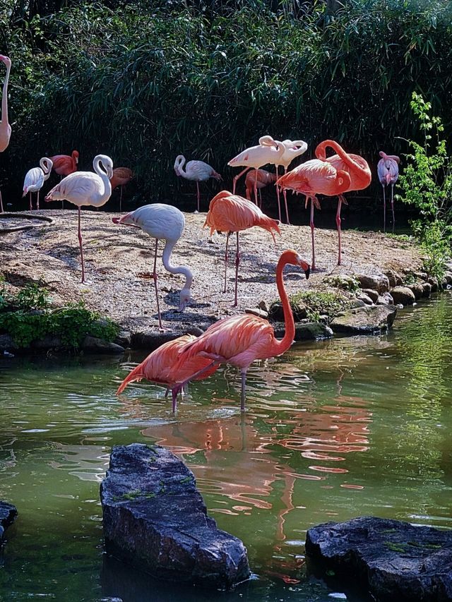 上海野生動物園保姆級攻略