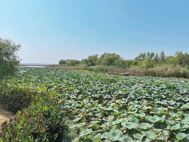 上海淀山湖｜魔都上海的後花園