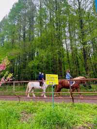 共青森林公園去多少次不會膩的地方