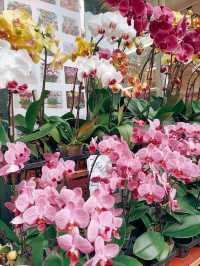 春日鮮花開滿街 | in旺角花墟