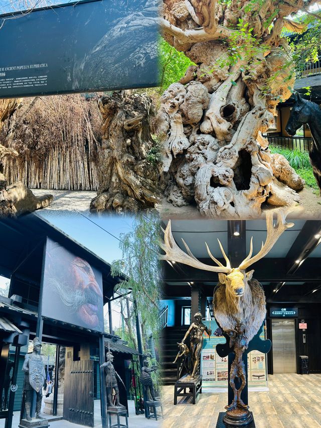 想親眼見證中國最大的汗血寶馬基地嗎？烏魯木齊野馬古生態園