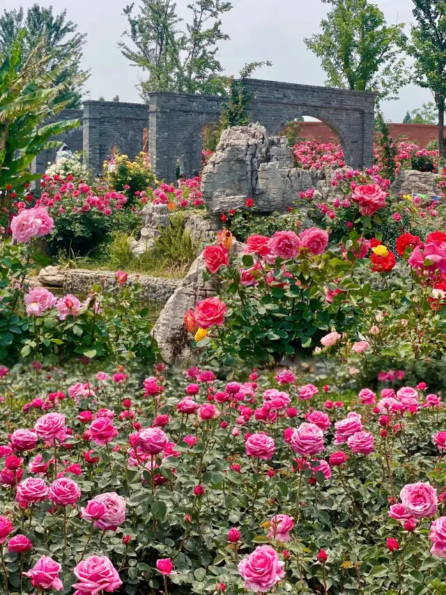 The roses in Daguan Yu Garden are stunningly beautiful