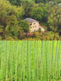 重慶永川｜天然氧吧茶山竹海