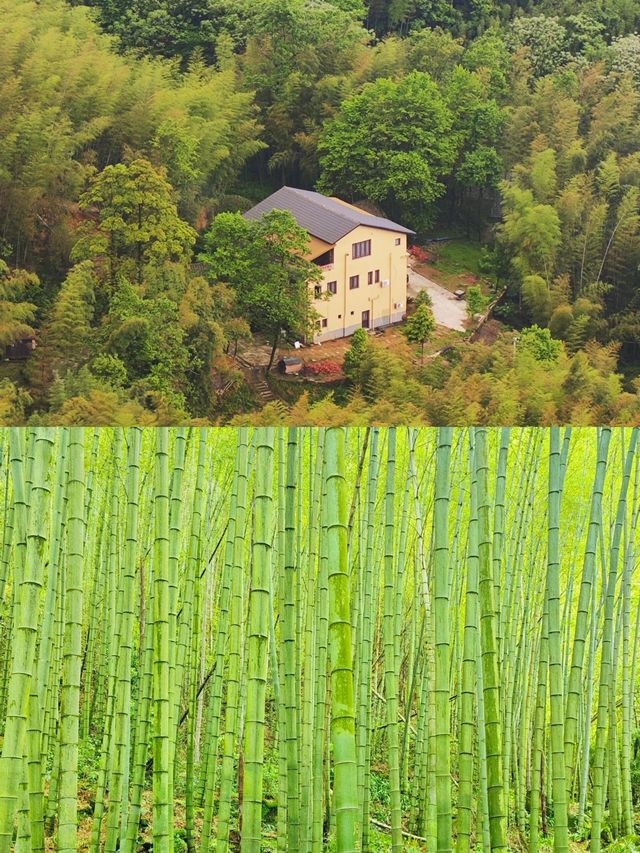 重慶永川｜天然氧吧茶山竹海