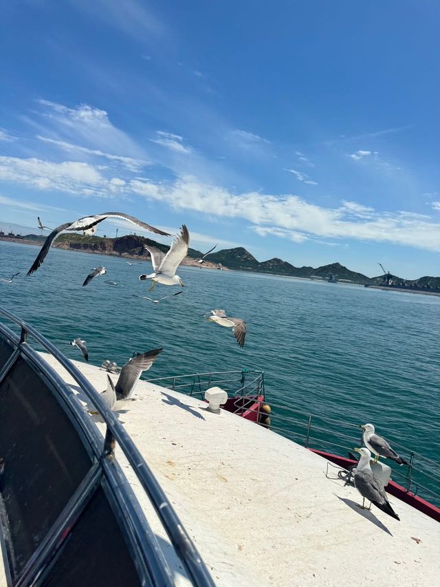 別再人擠人了，來海驢島喂海鷗吧