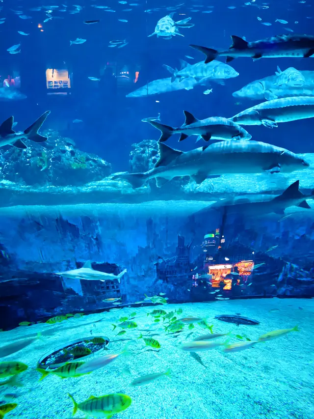 避開熱門景點國慶假期帶孩子來北京海洋館。