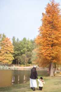 長沙賞秋寶藏地公園20分鐘效應。