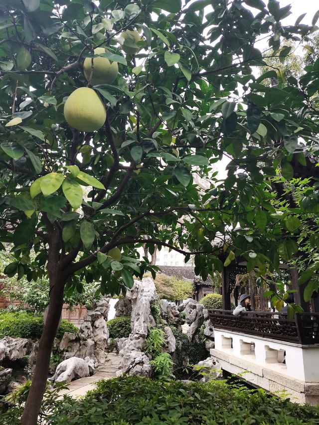 南京旅遊|誤入中式畫卷，愚園桂花太美。