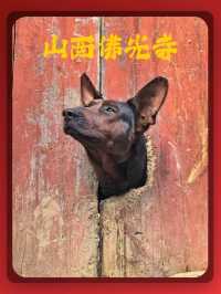 五台山的佛光寺，每一步都很神聖